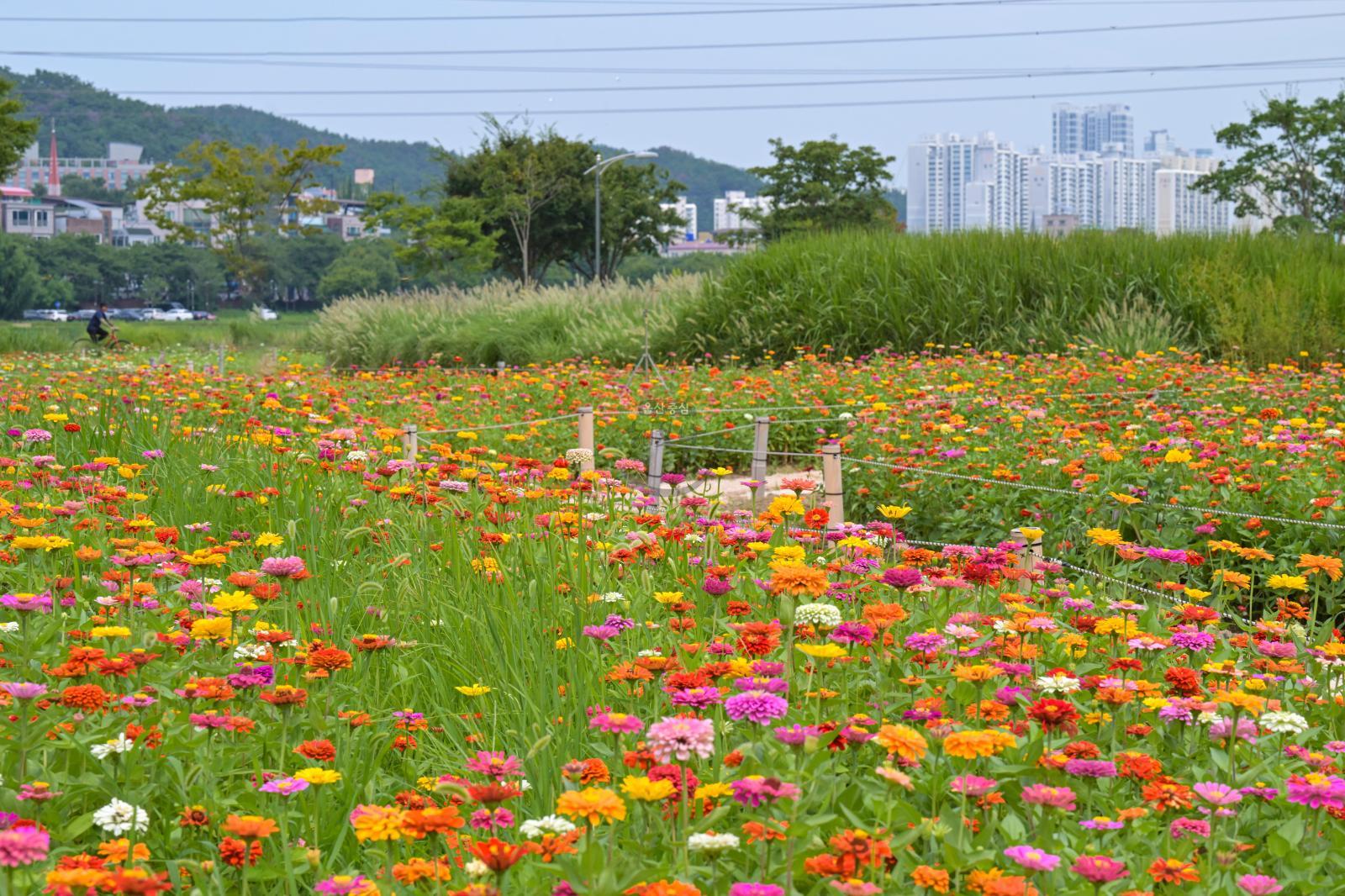삼호철새공원 초화단지(백일홍) 의 사진