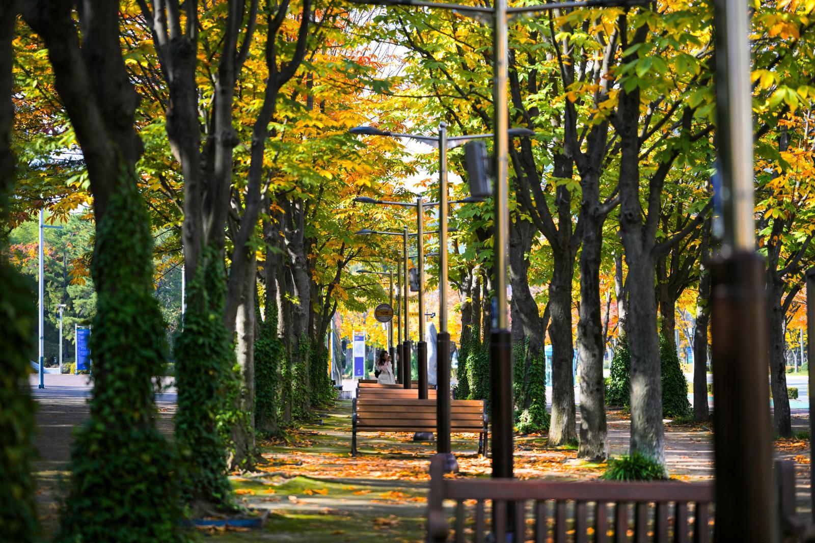 울산체육공원 가을단풍 - 울남9경 의 사진