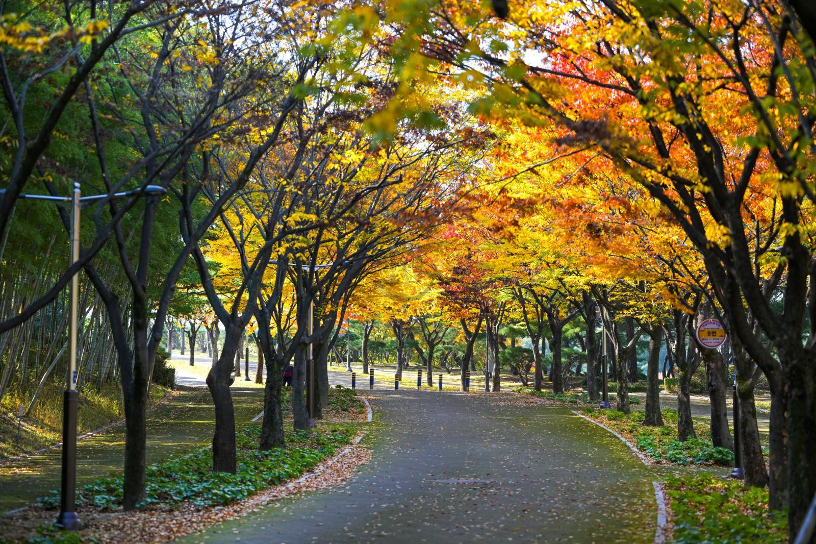 울산체육공원 가을단풍 - 울남9경 의 사진