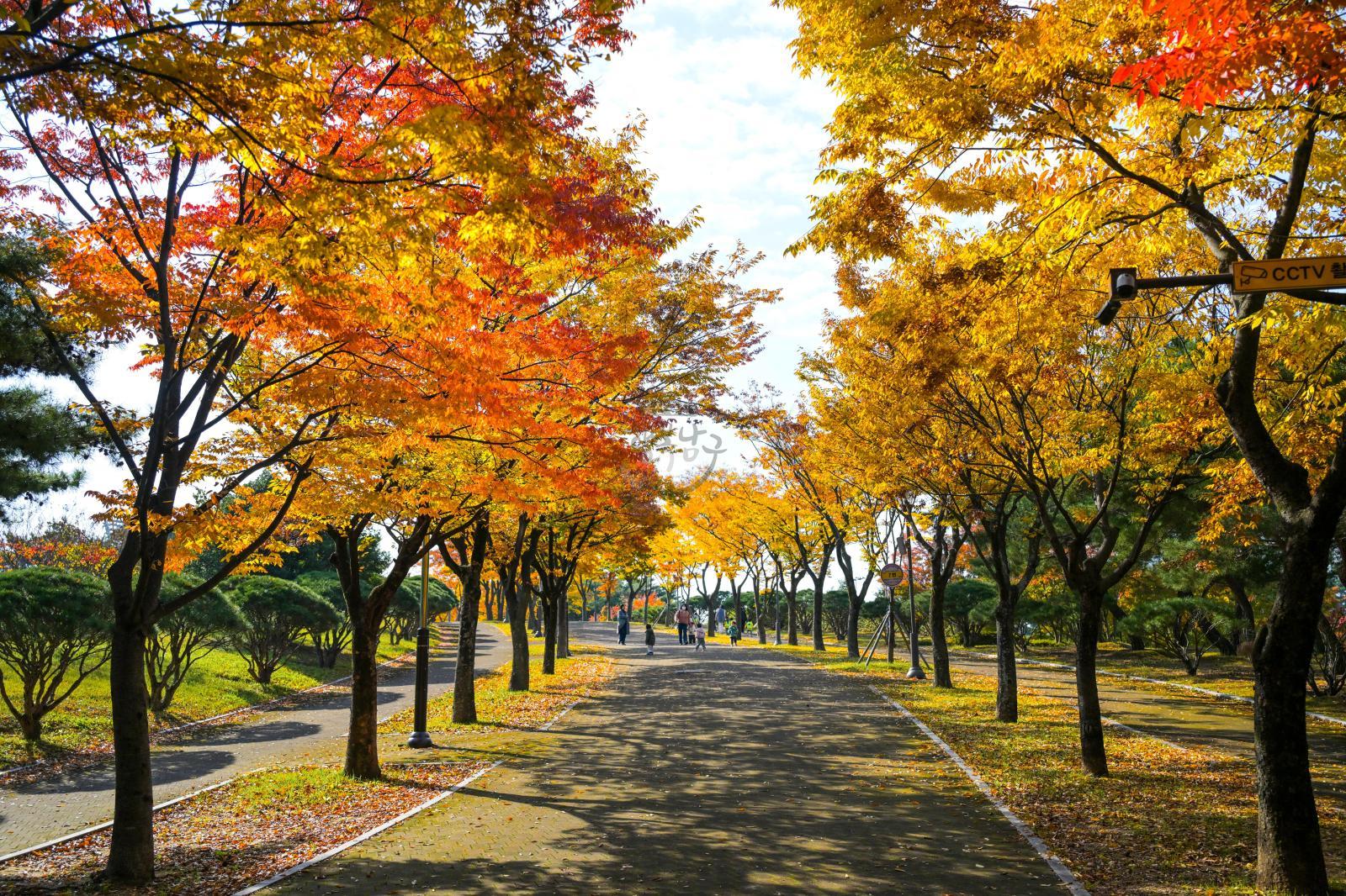울산체육공원 가을단풍 - 울남9경 의 사진