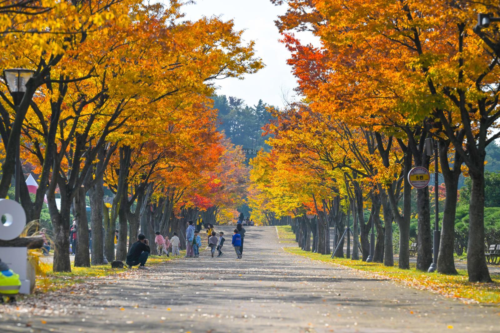 울산체육공원 가을단풍 - 울남9경 의 사진