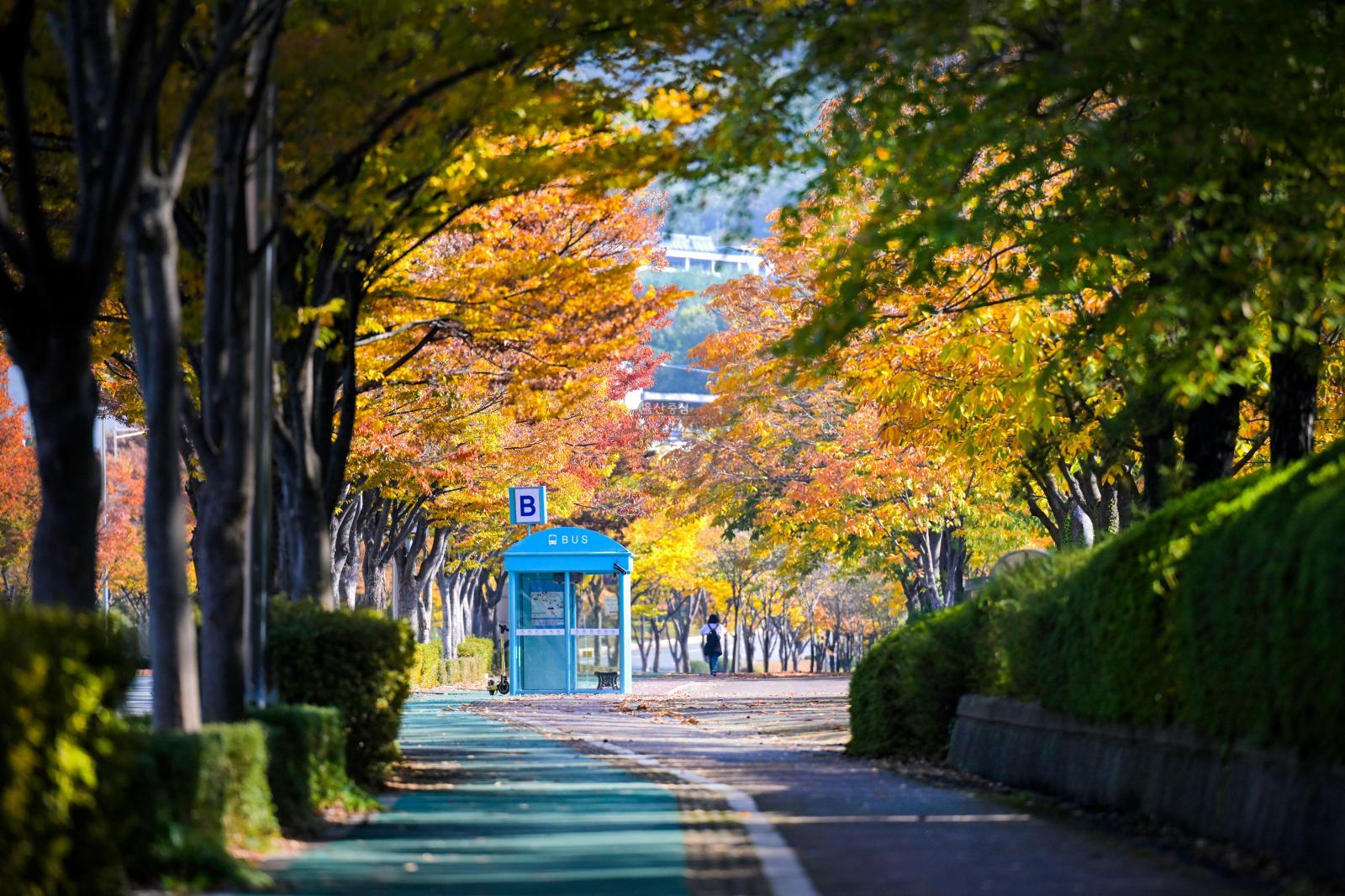 울산체육공원 가을단풍 - 울남9경 의 사진