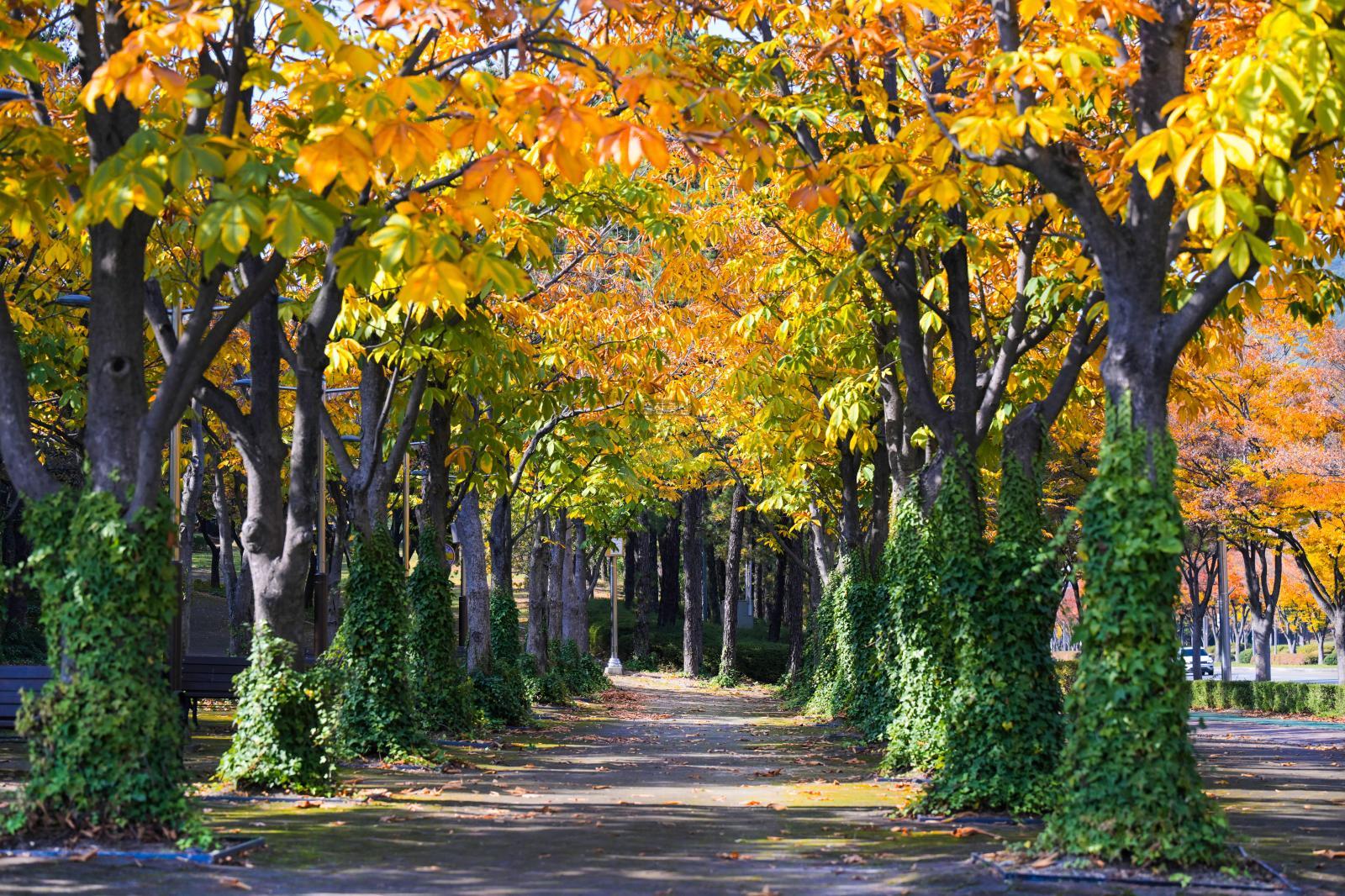 울산체육공원 가을단풍 - 울남9경 의 사진