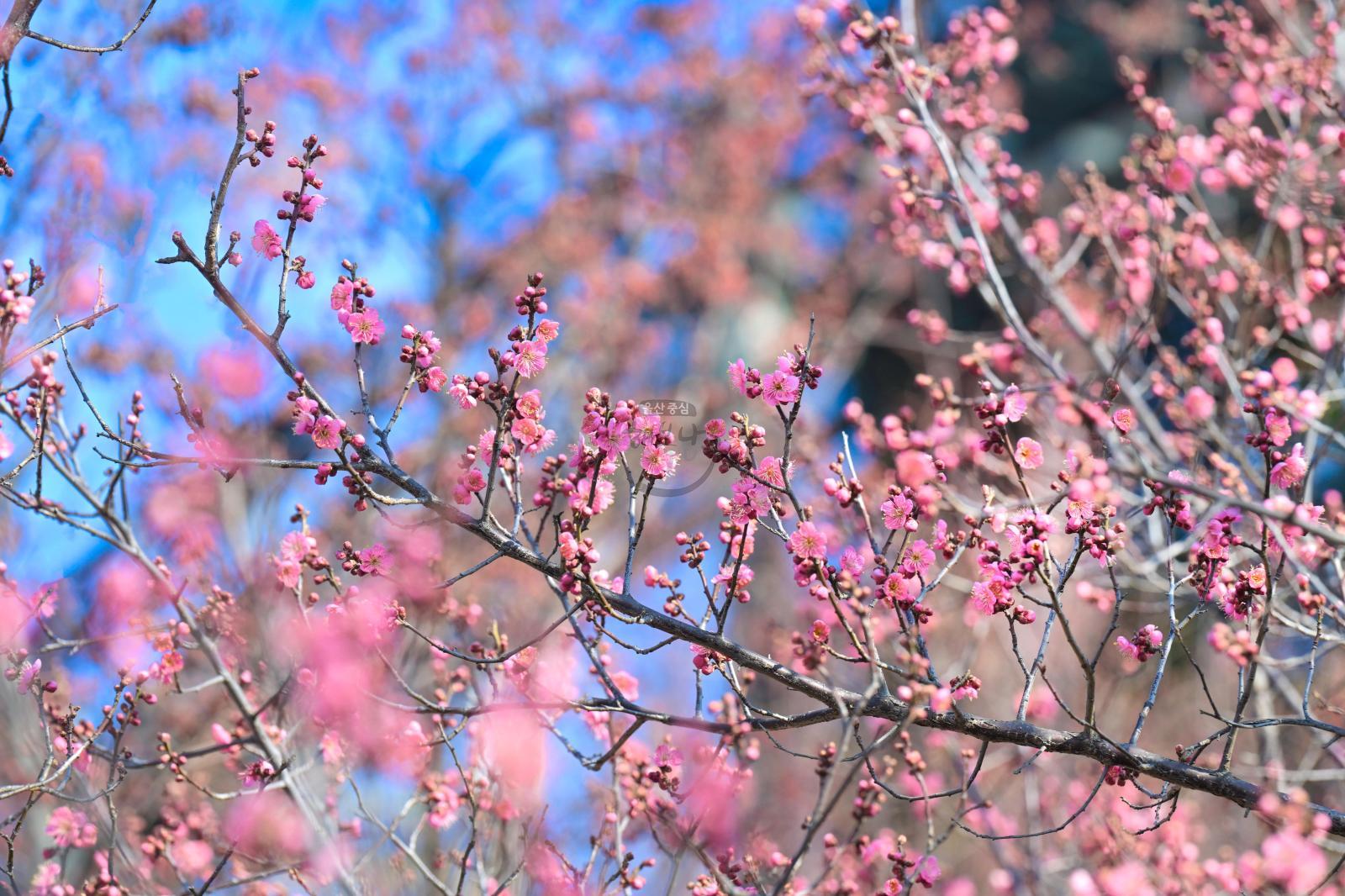 홍매화 (고래문화마을) 의 사진