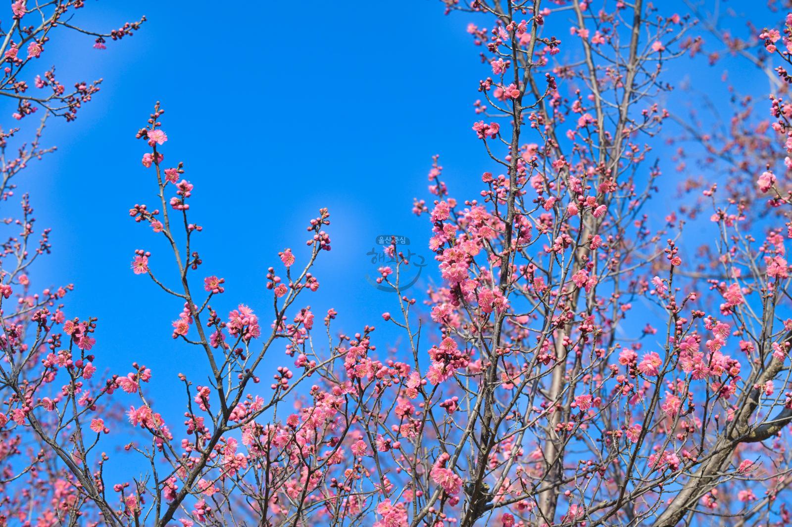 홍매화 (고래문화마을) 의 사진
