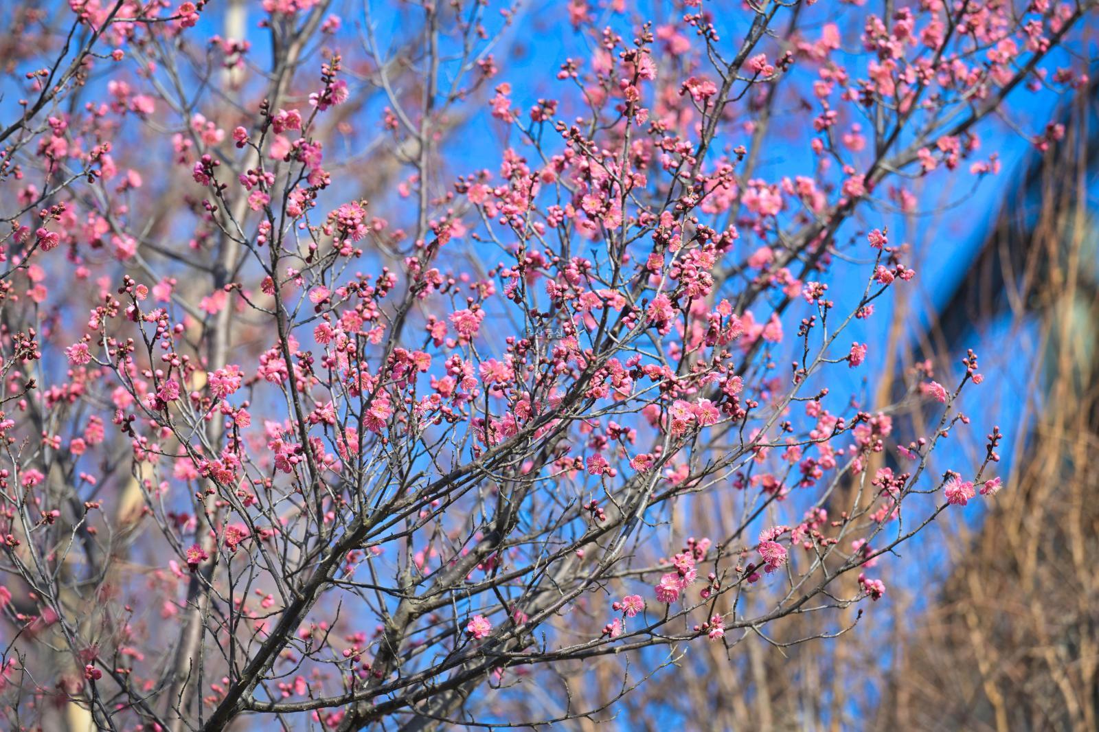 홍매화 (고래문화마을) 의 사진