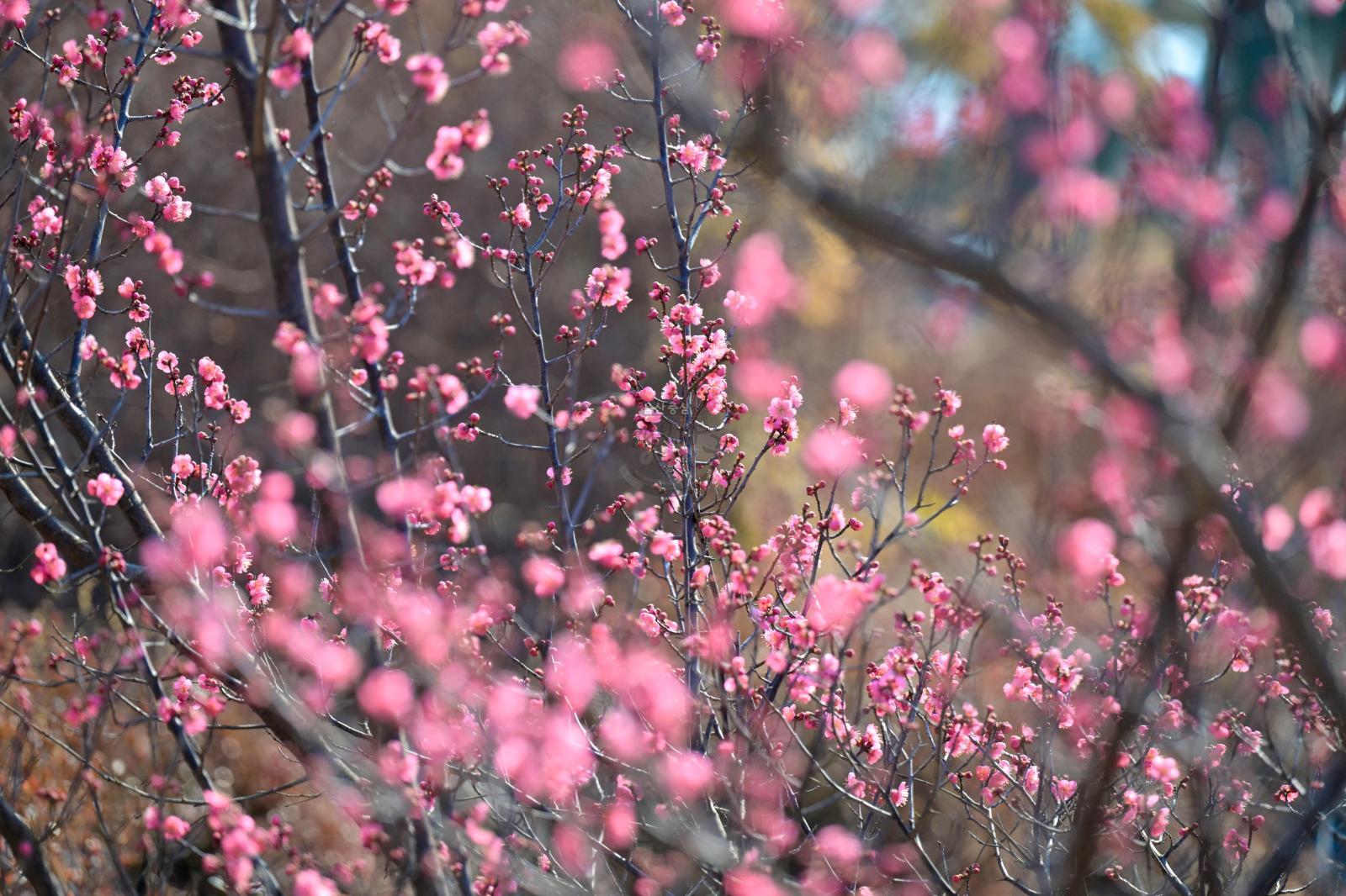 홍매화 (고래문화마을) 의 사진