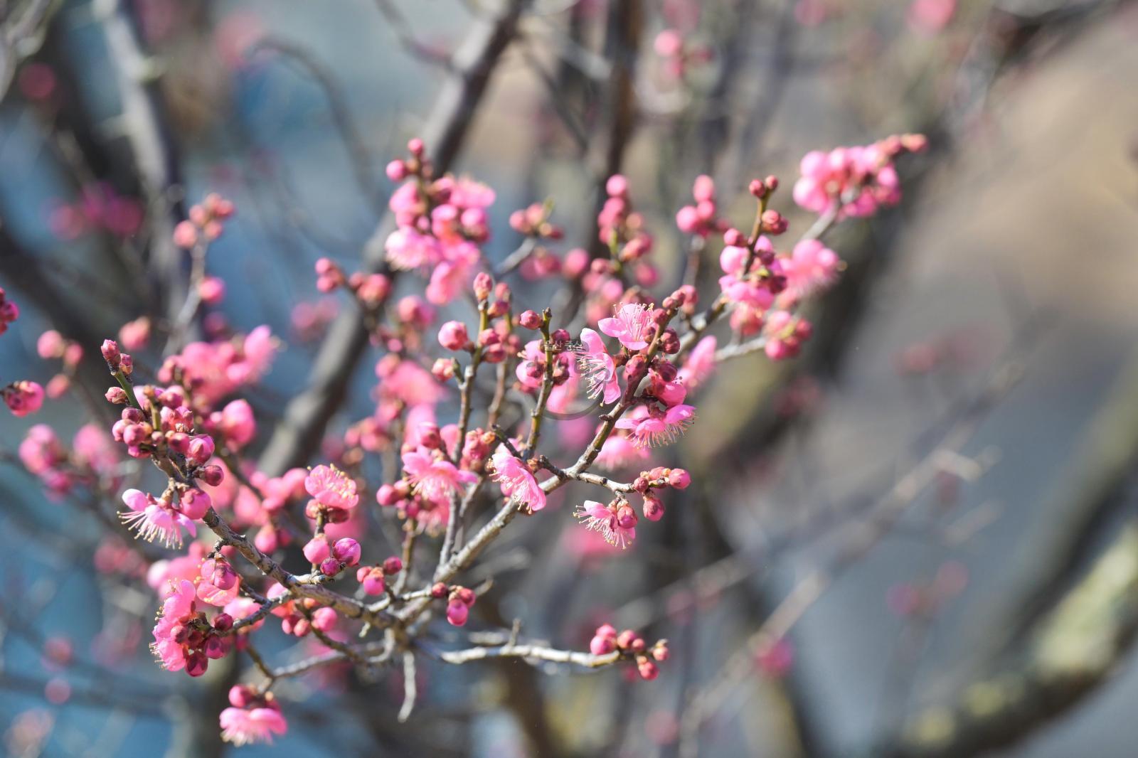 홍매화 (고래문화마을) 의 사진