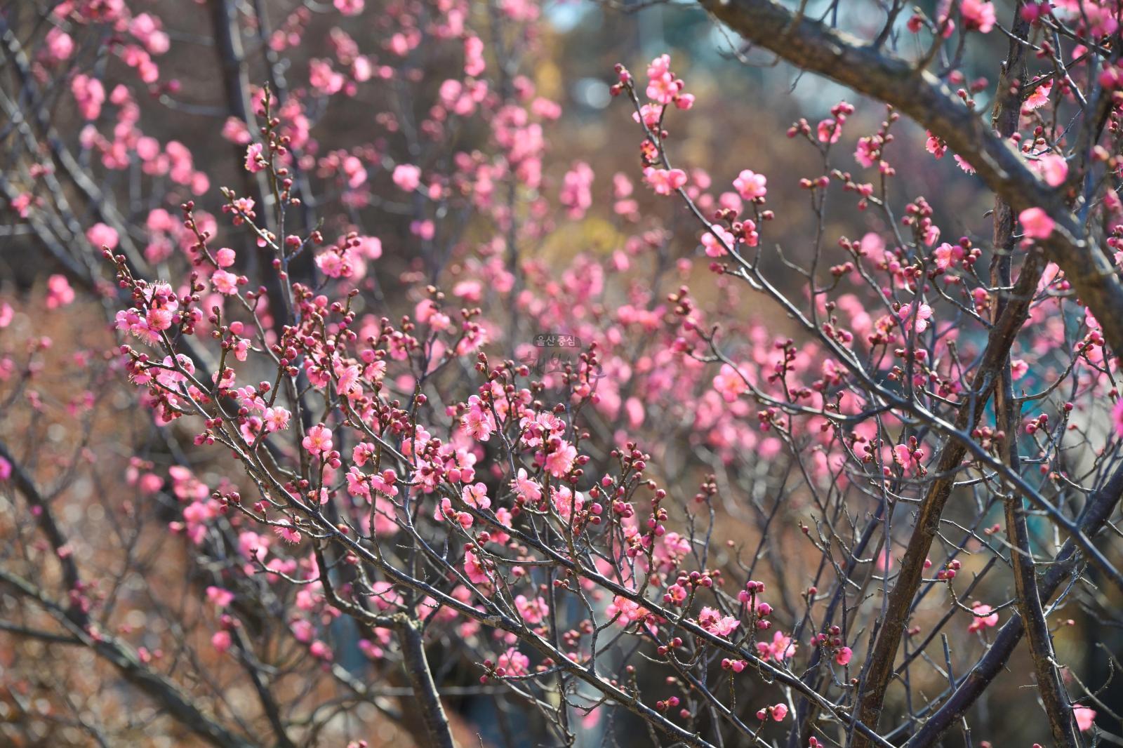 홍매화 (고래문화마을) 의 사진