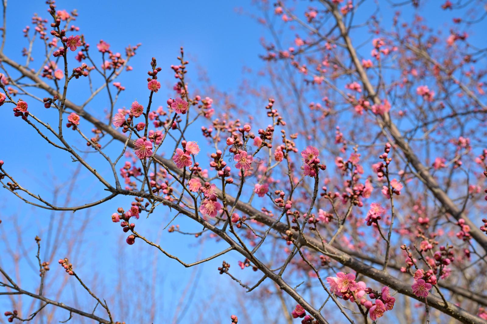 홍매화 (고래문화마을) 의 사진