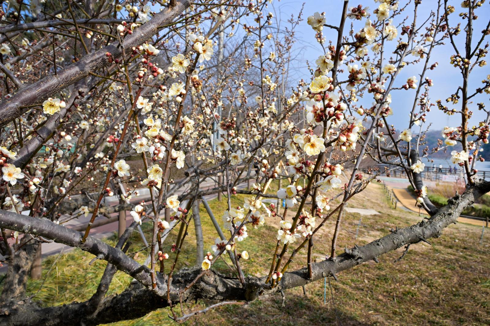 매화(선암호수공원) 의 사진