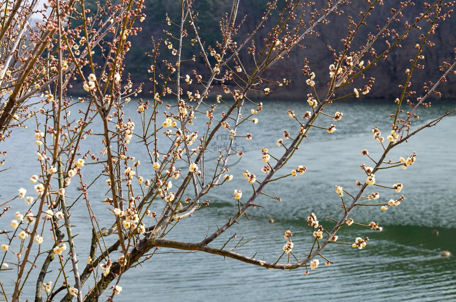 매화(선암호수공원) 의 사진