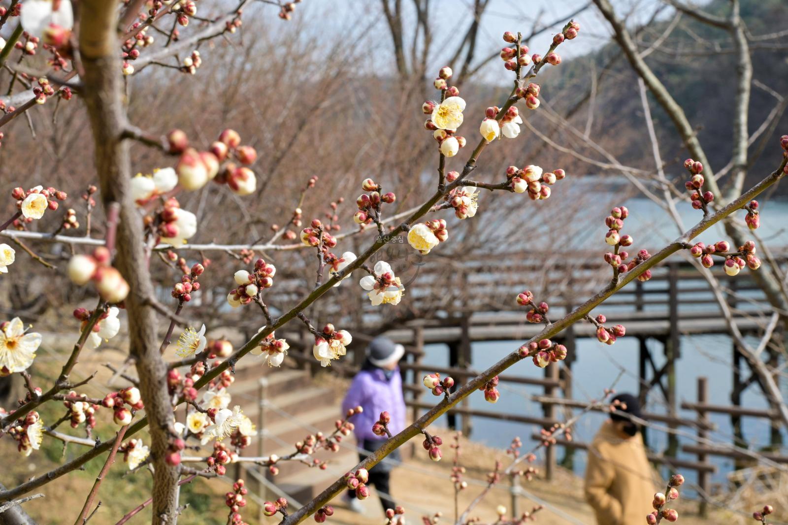 매화(선암호수공원) 의 사진