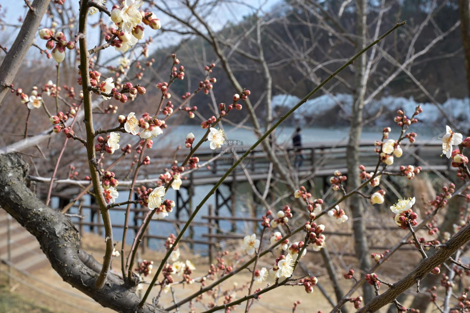 매화(선암호수공원) 의 사진