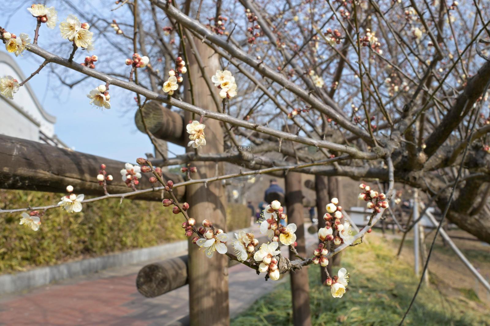 매화(선암호수공원) 의 사진