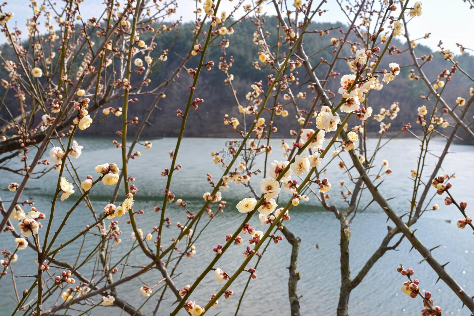 매화(선암호수공원) 의 사진