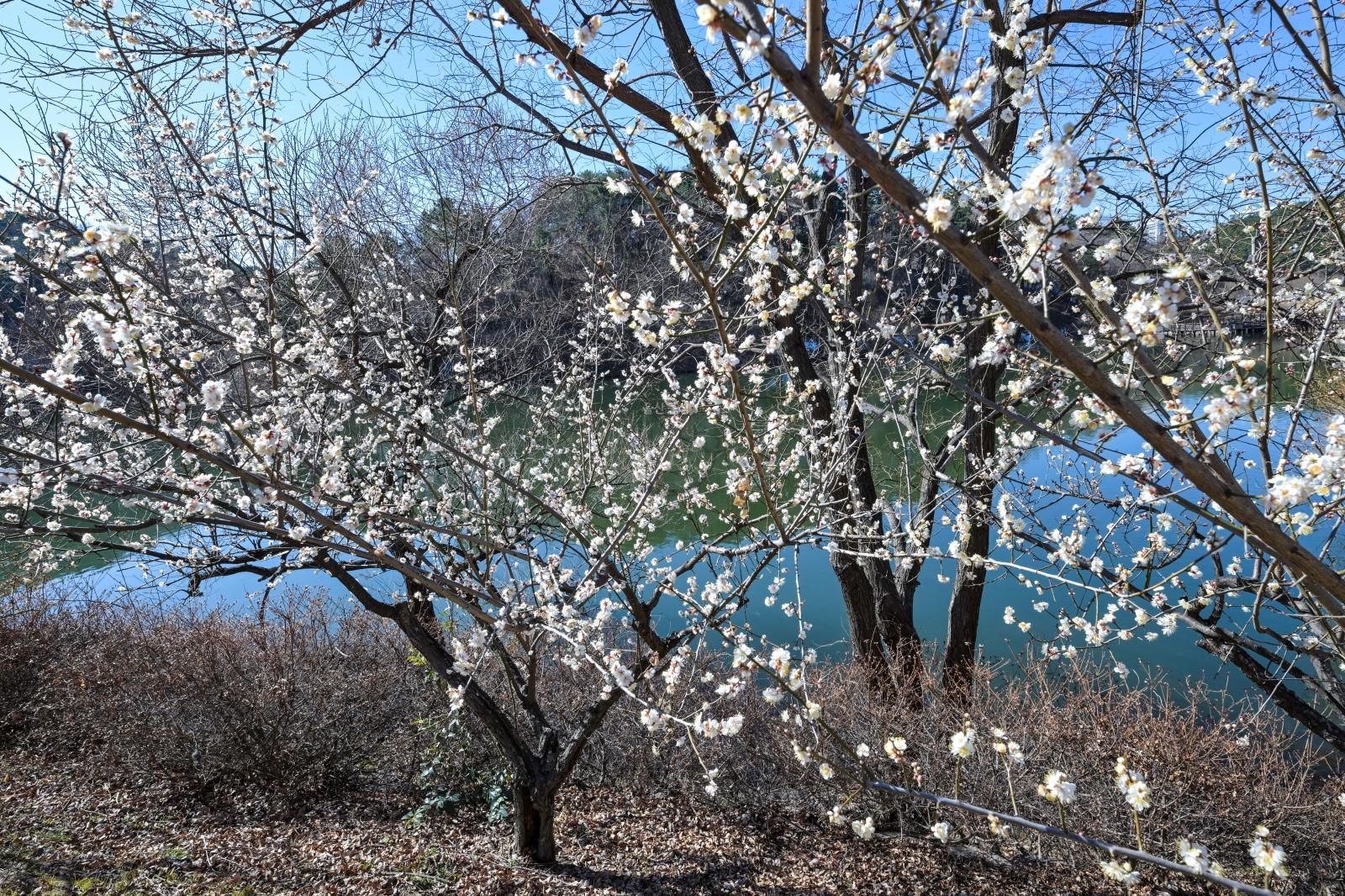 선암호수공원 (매화 개화) 의 사진