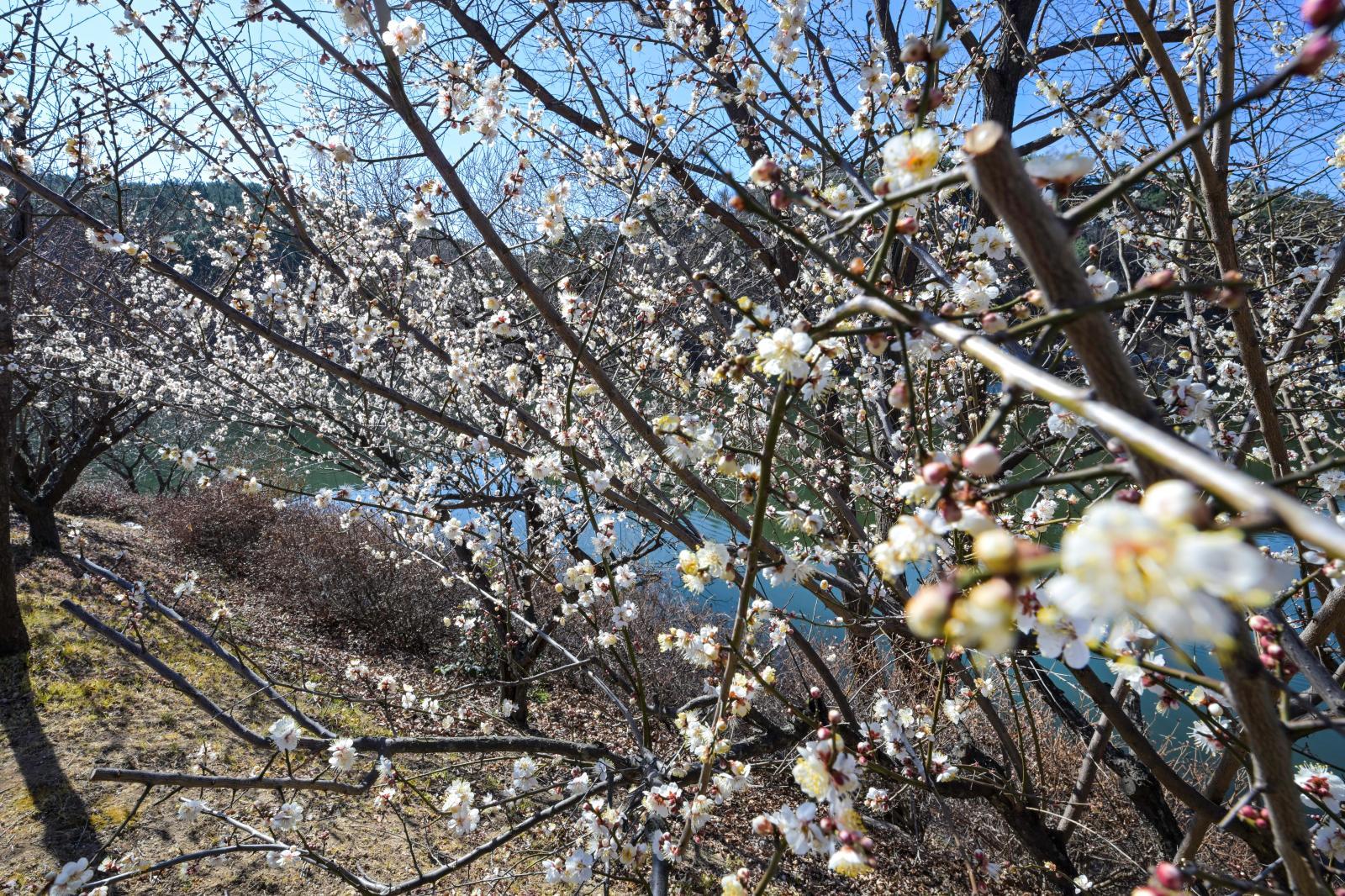 선암호수공원 (매화 개화) 의 사진