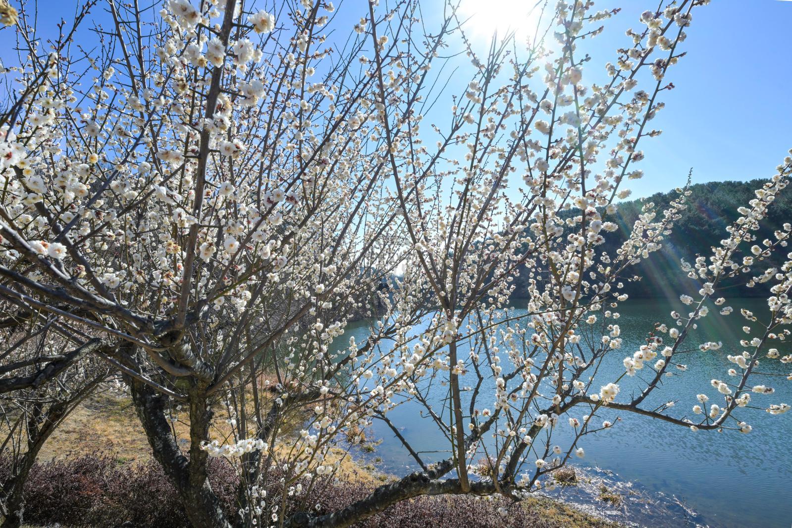 선암호수공원 (매화 개화) 의 사진