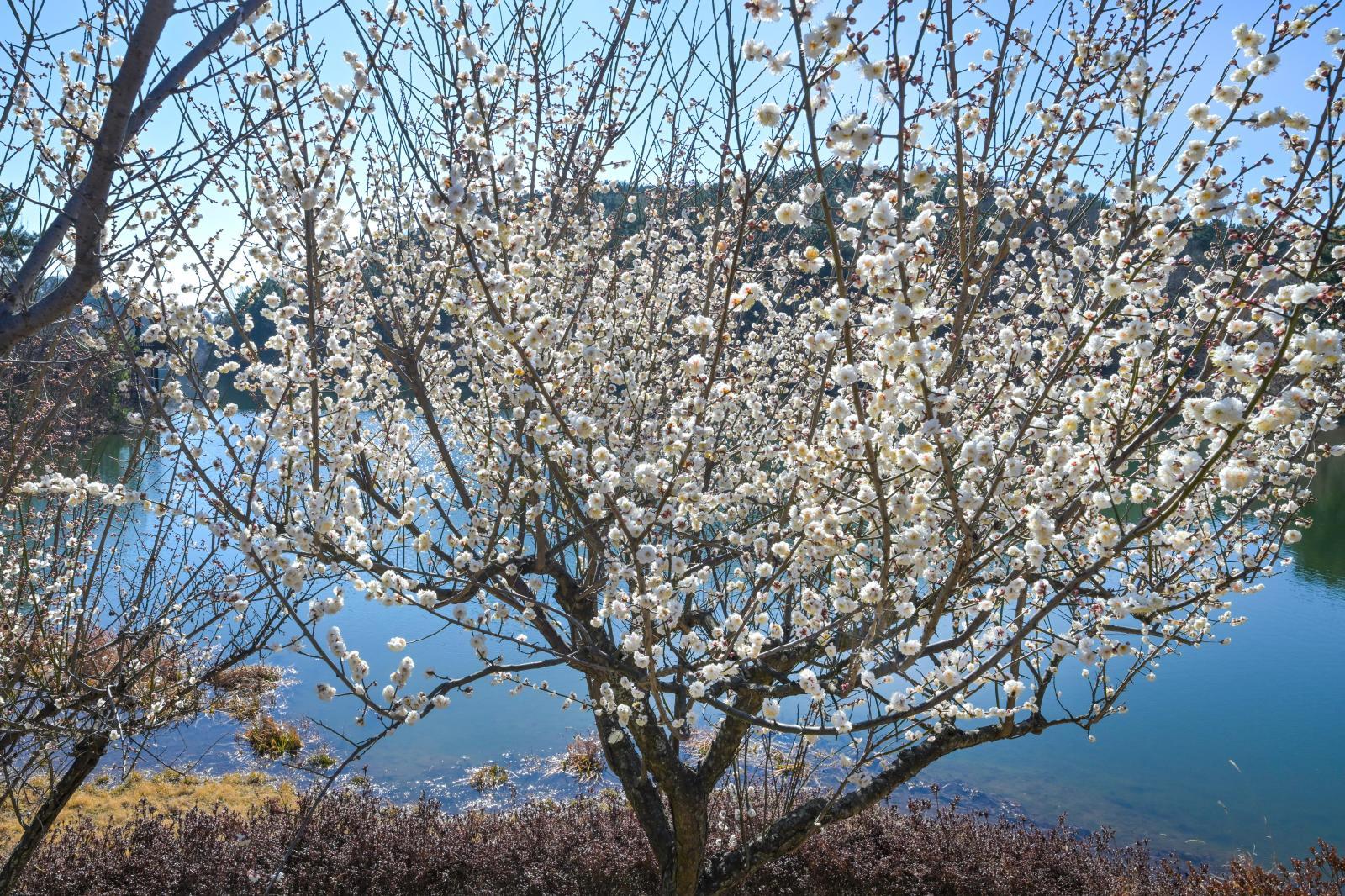 선암호수공원 (매화 개화) 의 사진