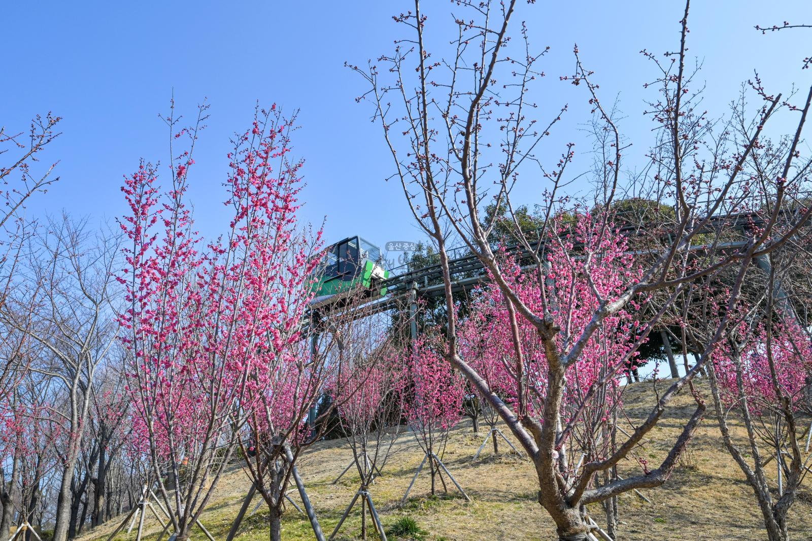 홍매화 (장생포고래문화마을) 의 사진