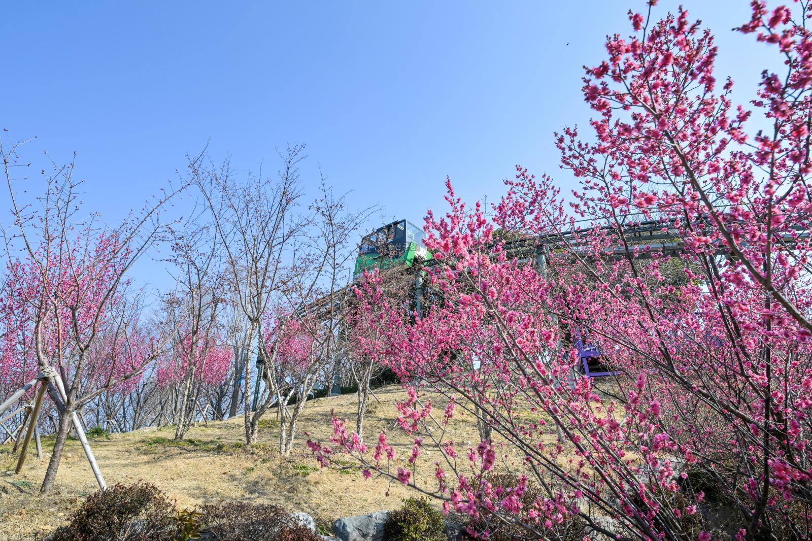 홍매화 (장생포고래문화마을) 의 사진