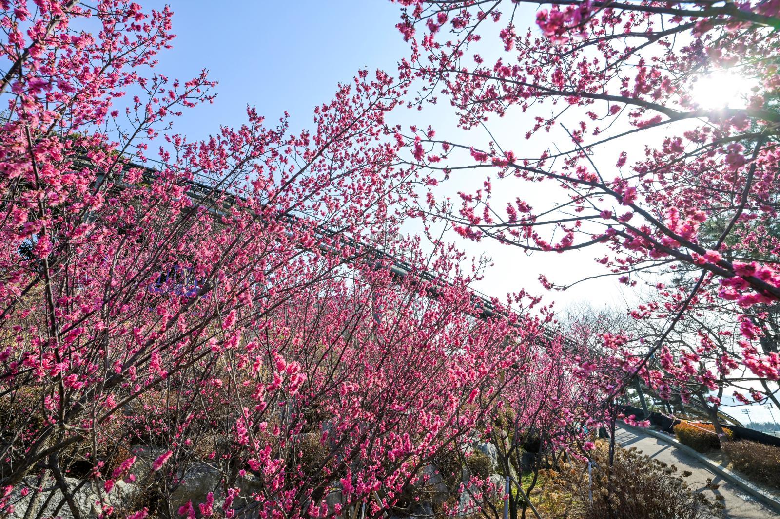 홍매화 (장생포고래문화마을) 의 사진