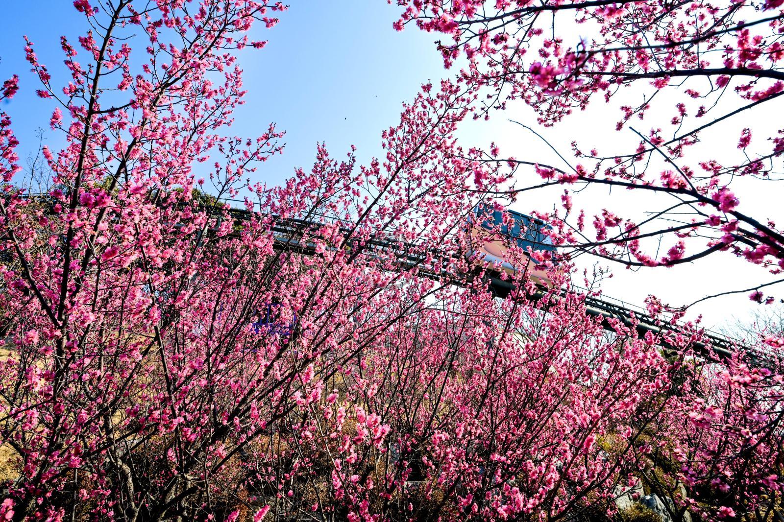 홍매화 (장생포고래문화마을) 의 사진