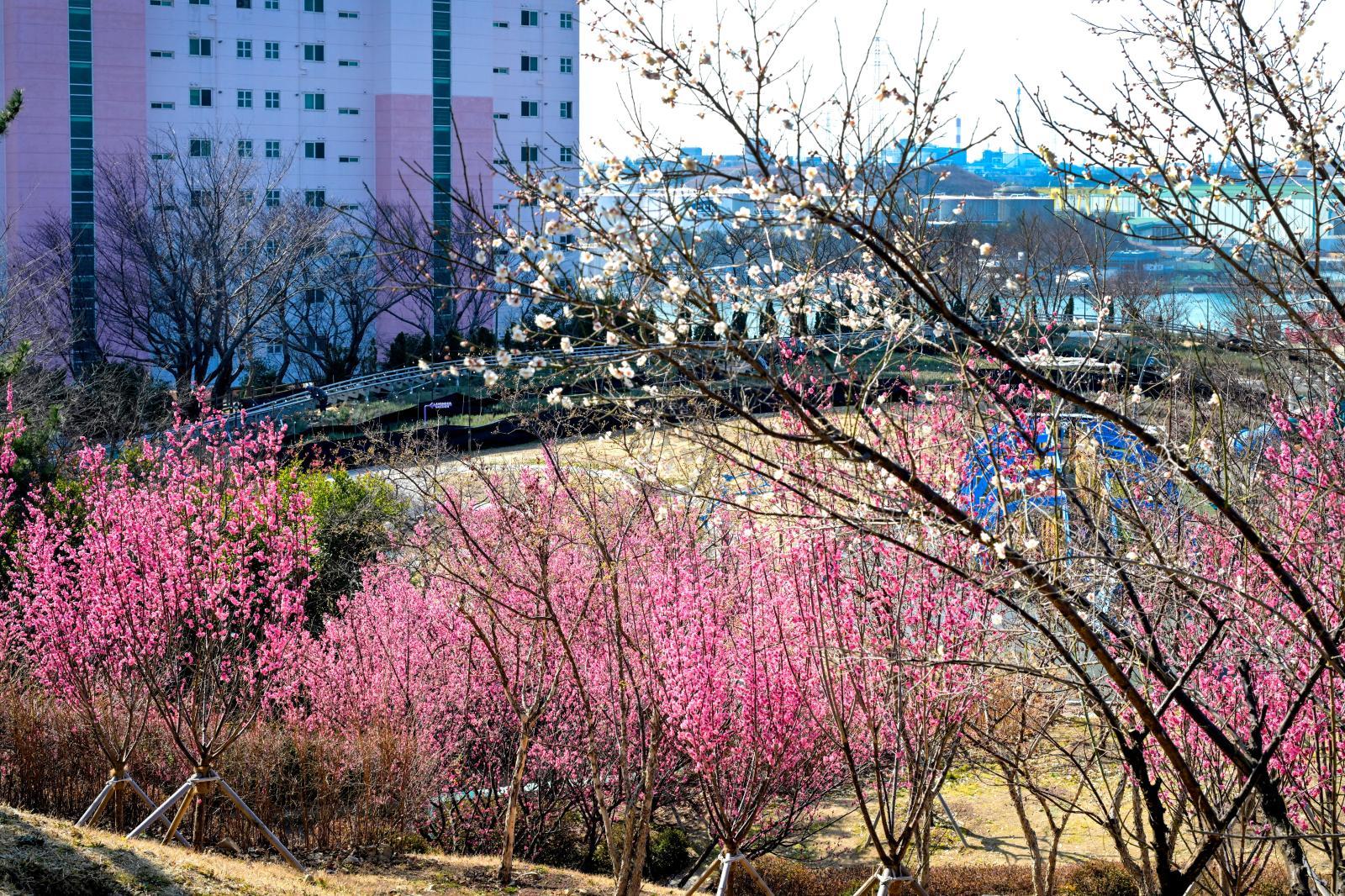 홍매화 (장생포고래문화마을) 의 사진