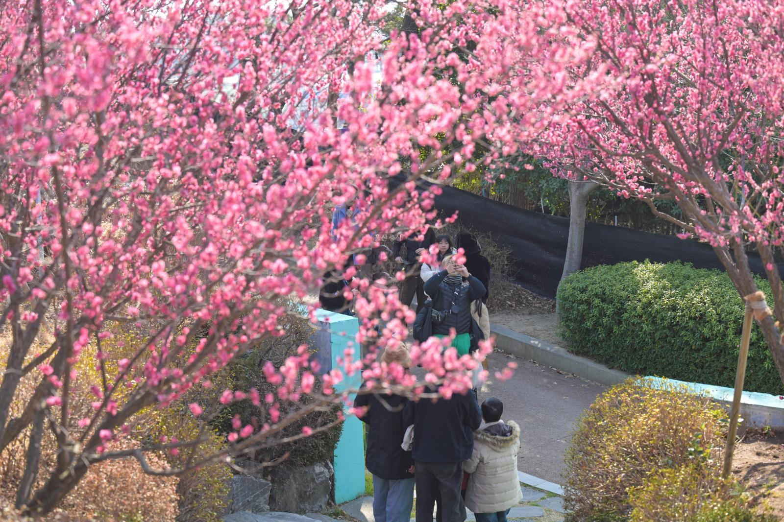 홍매화 (장생포고래문화마을) 의 사진