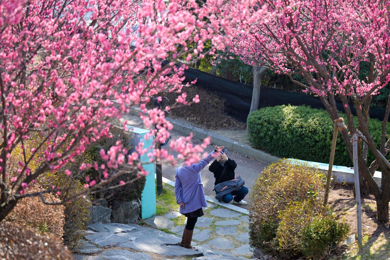 홍매화 (장생포고래문화마을) 의 사진