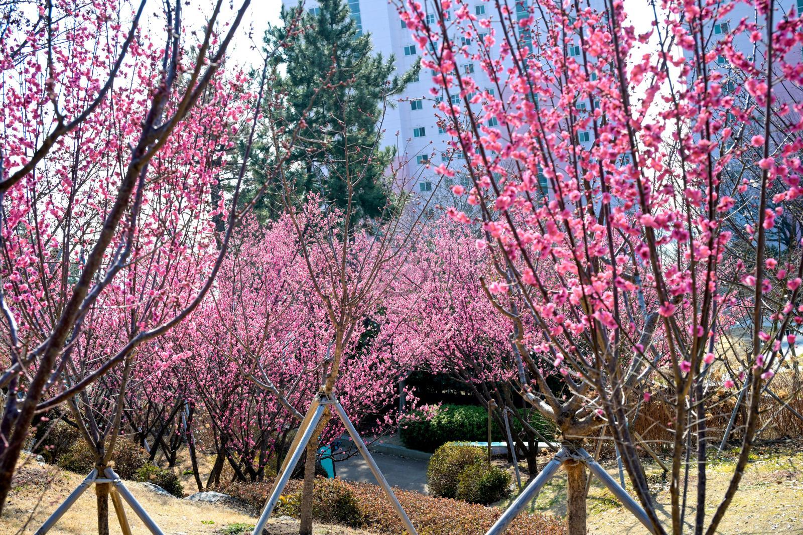 홍매화 (장생포고래문화마을) 의 사진