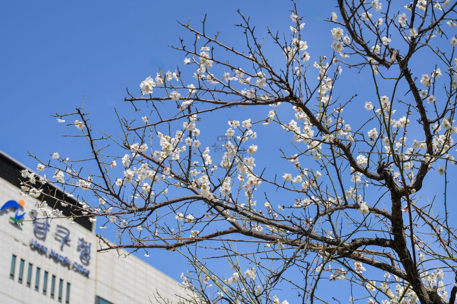 매화 개화 - 남구청 광장 의 사진