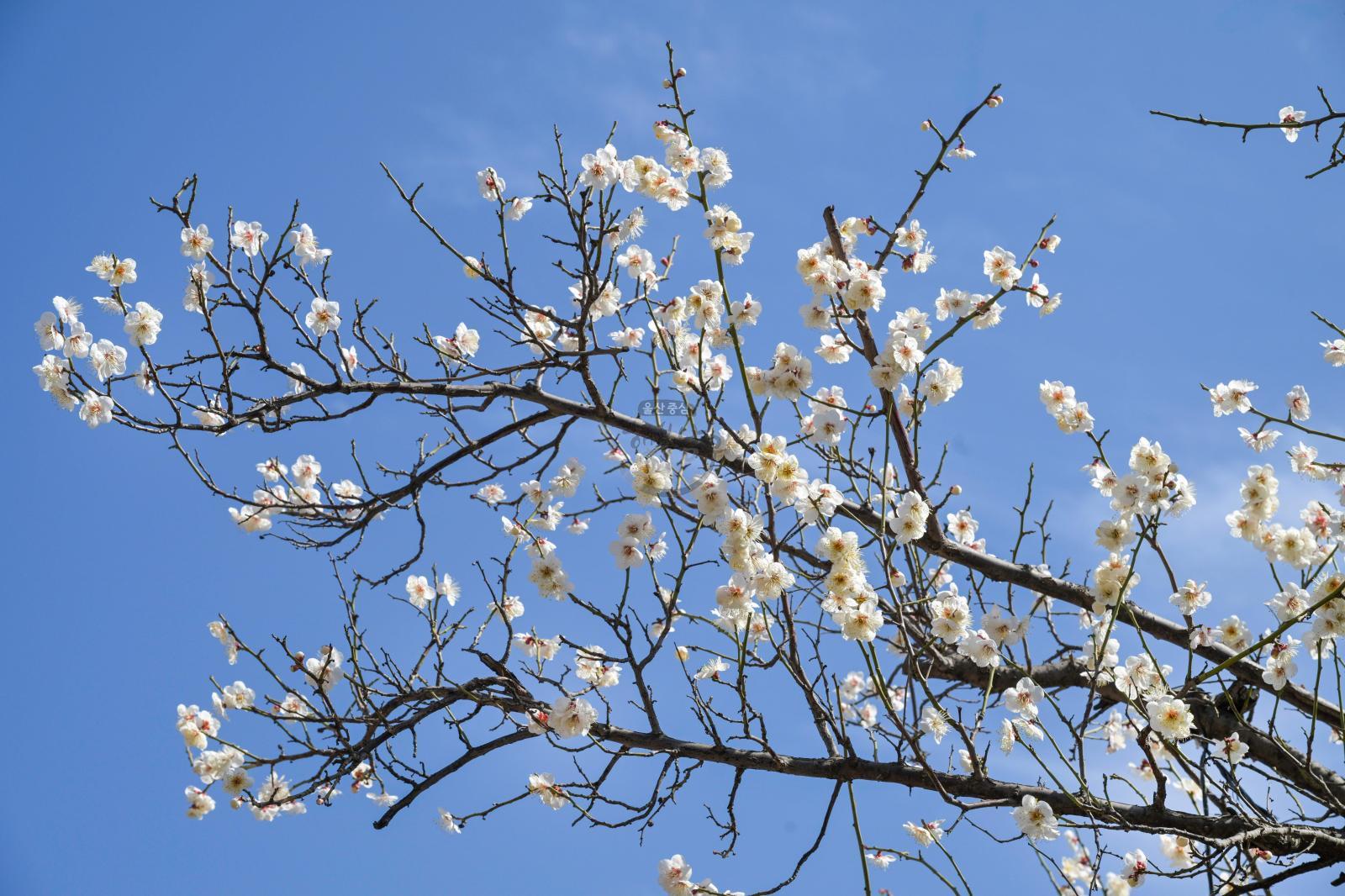 매화 개화 - 남구청 광장 의 사진