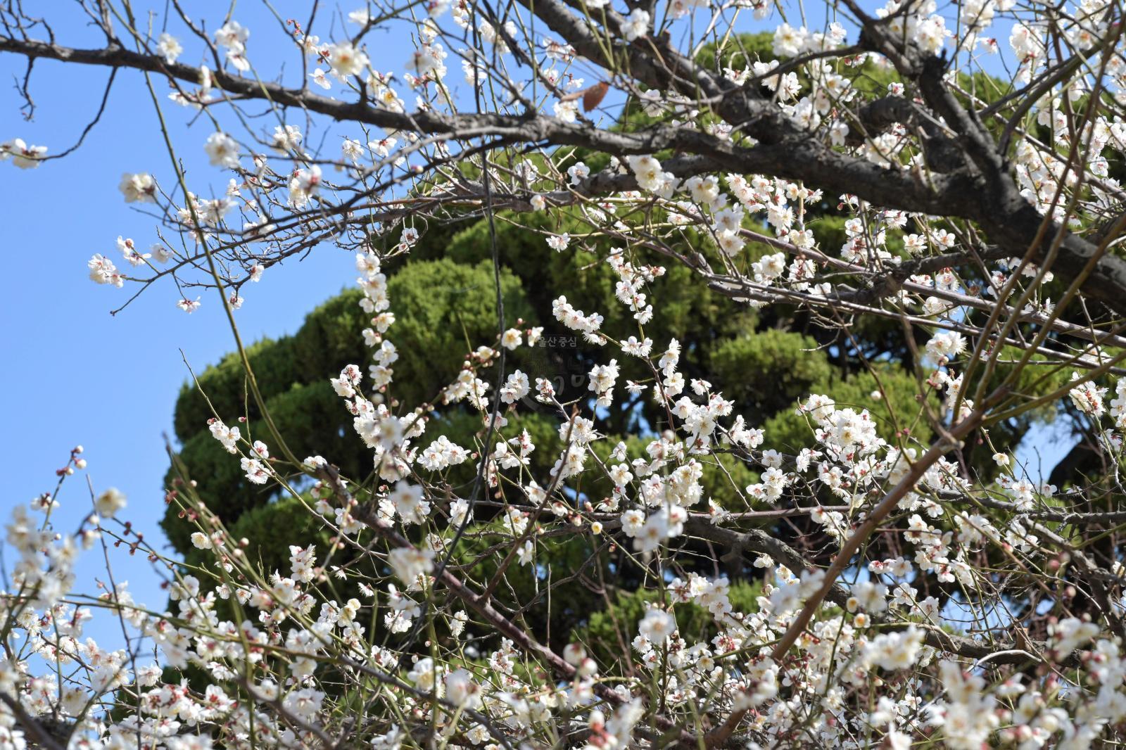 매화 개화 - 남구청 광장 의 사진