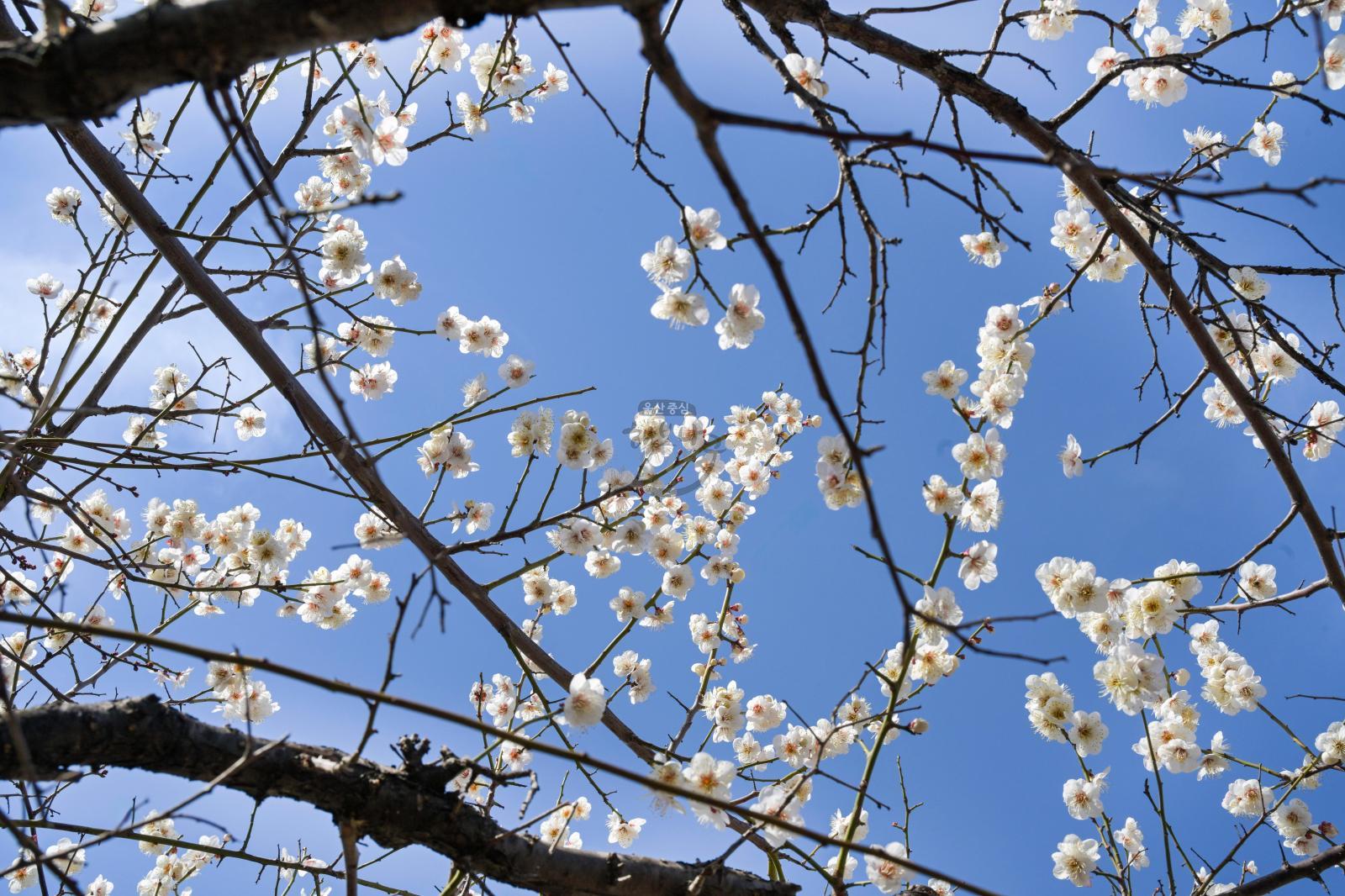 매화 개화 - 남구청 광장 의 사진