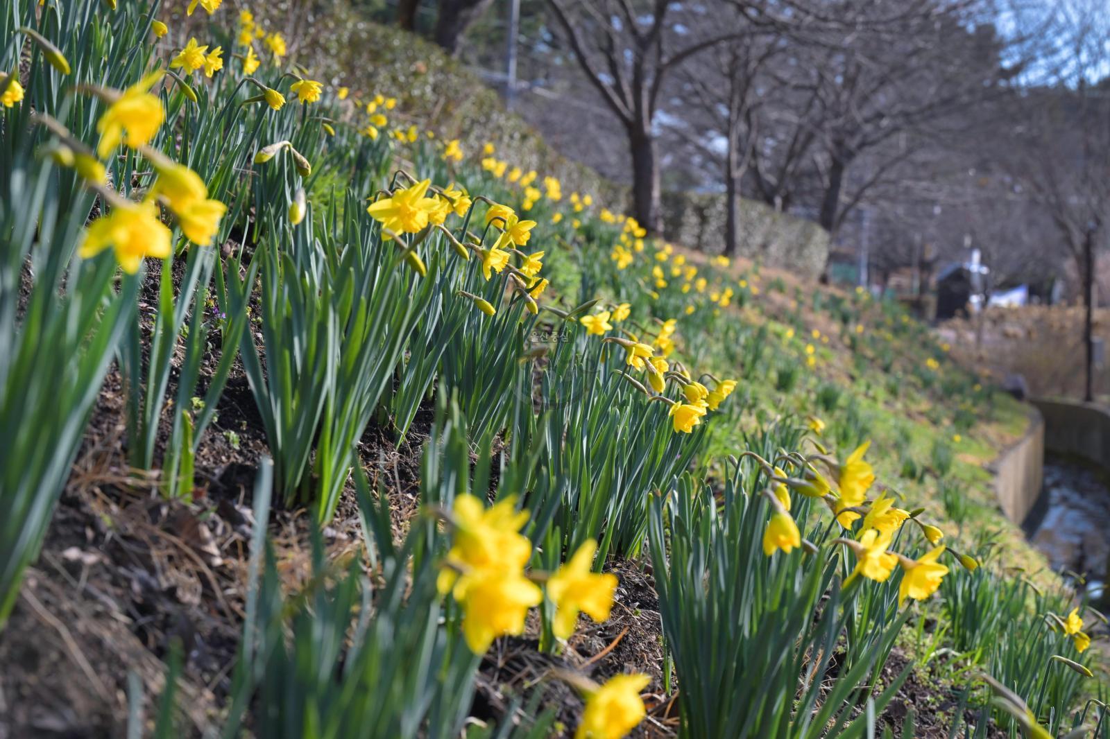 수선화 (선암호수공원) - 울남9경 의 사진