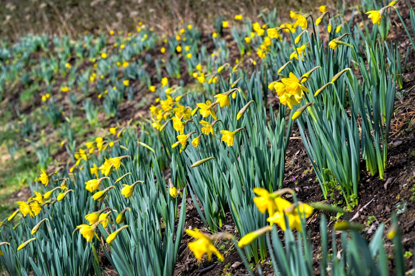 수선화 (선암호수공원) - 울남9경 의 사진