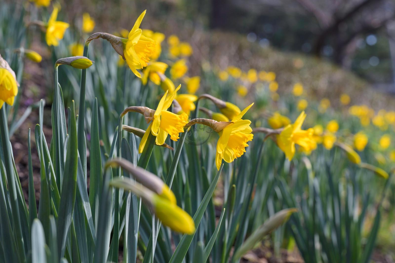 수선화 (선암호수공원) - 울남9경 의 사진