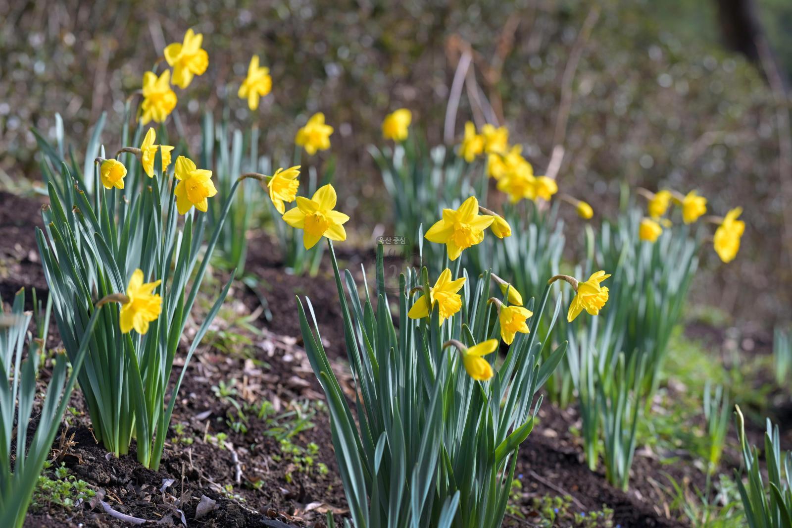 수선화 (선암호수공원) - 울남9경 의 사진