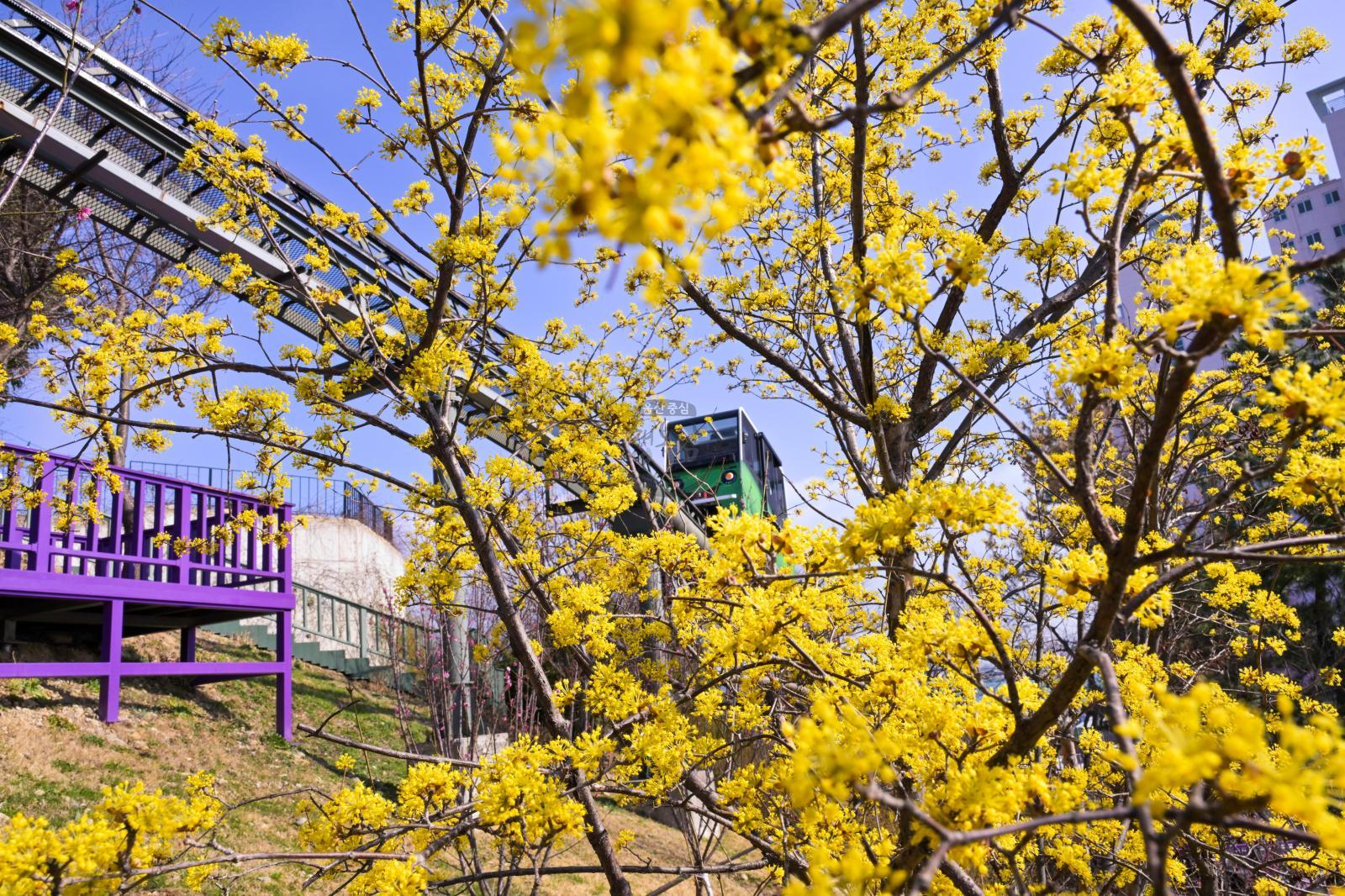 산수유꽃 (고래문화마을) 의 사진