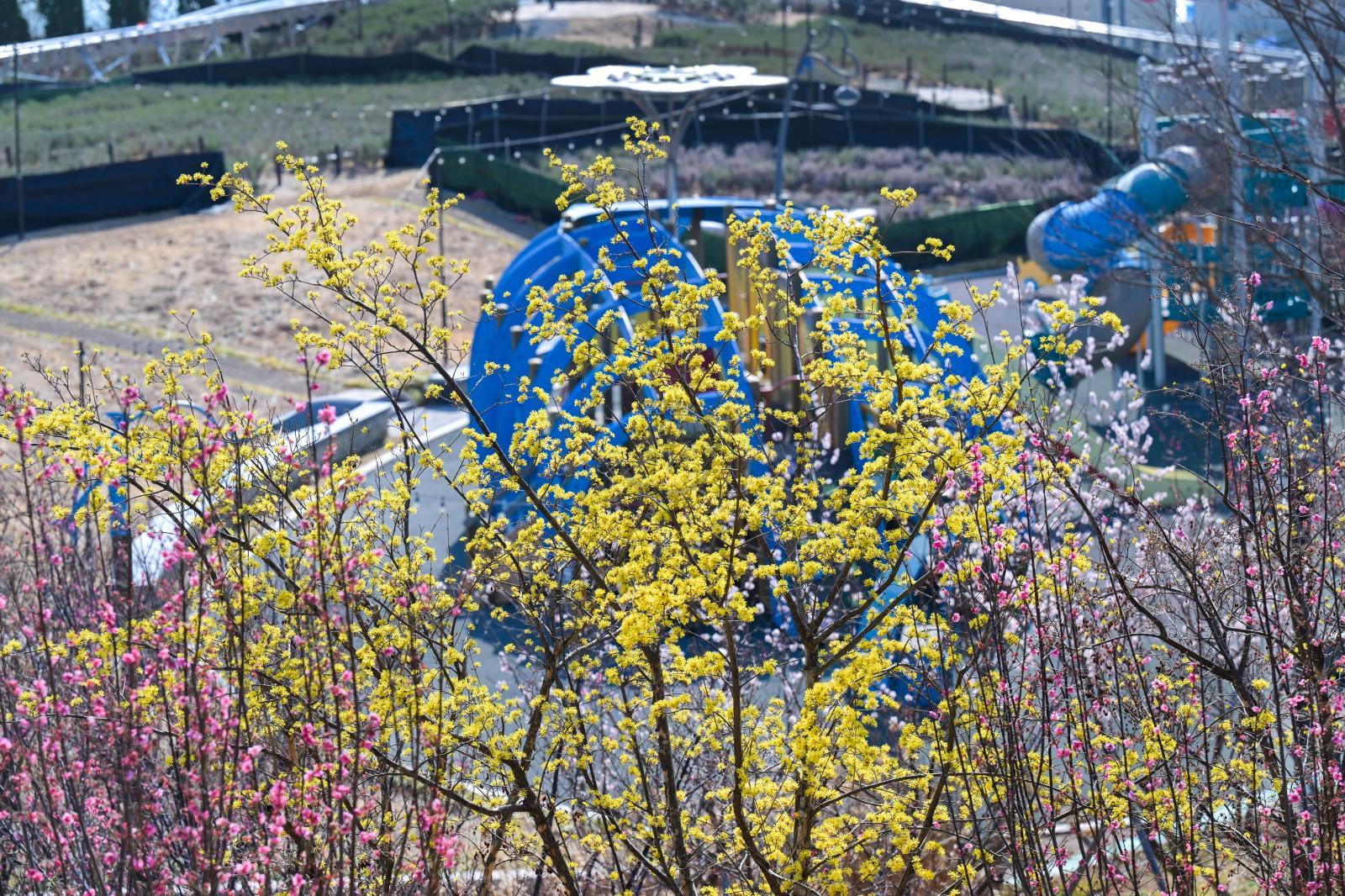 산수유꽃 (고래문화마을) 의 사진