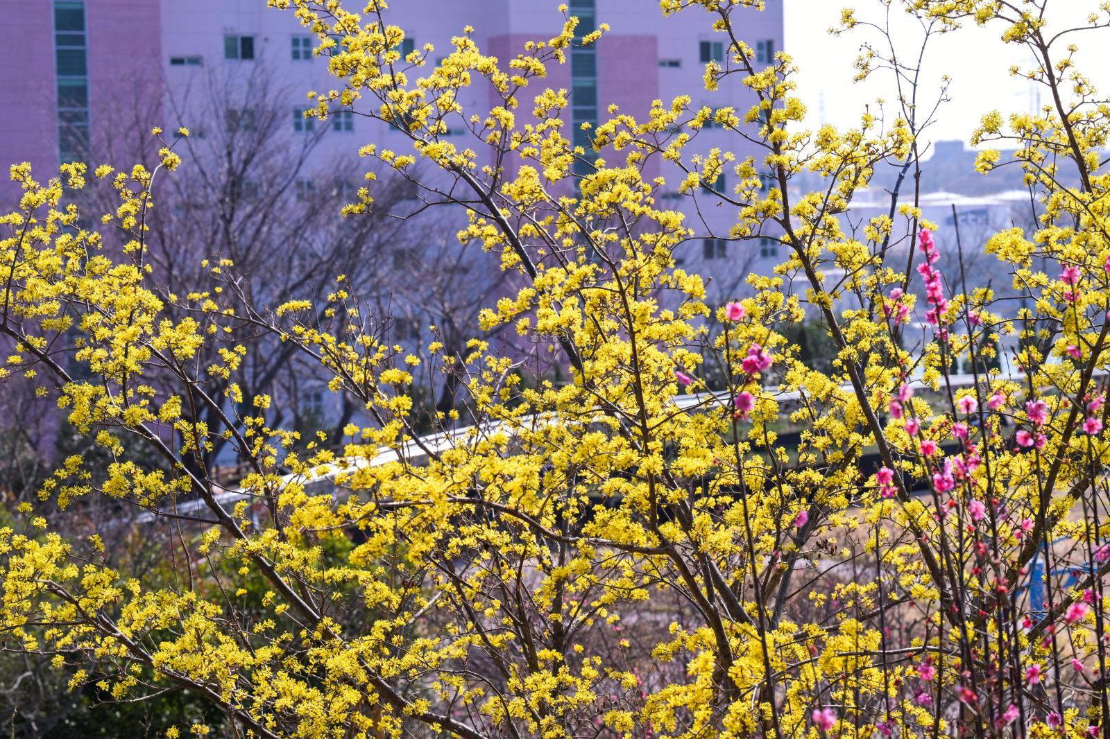 산수유꽃 (고래문화마을) 의 사진