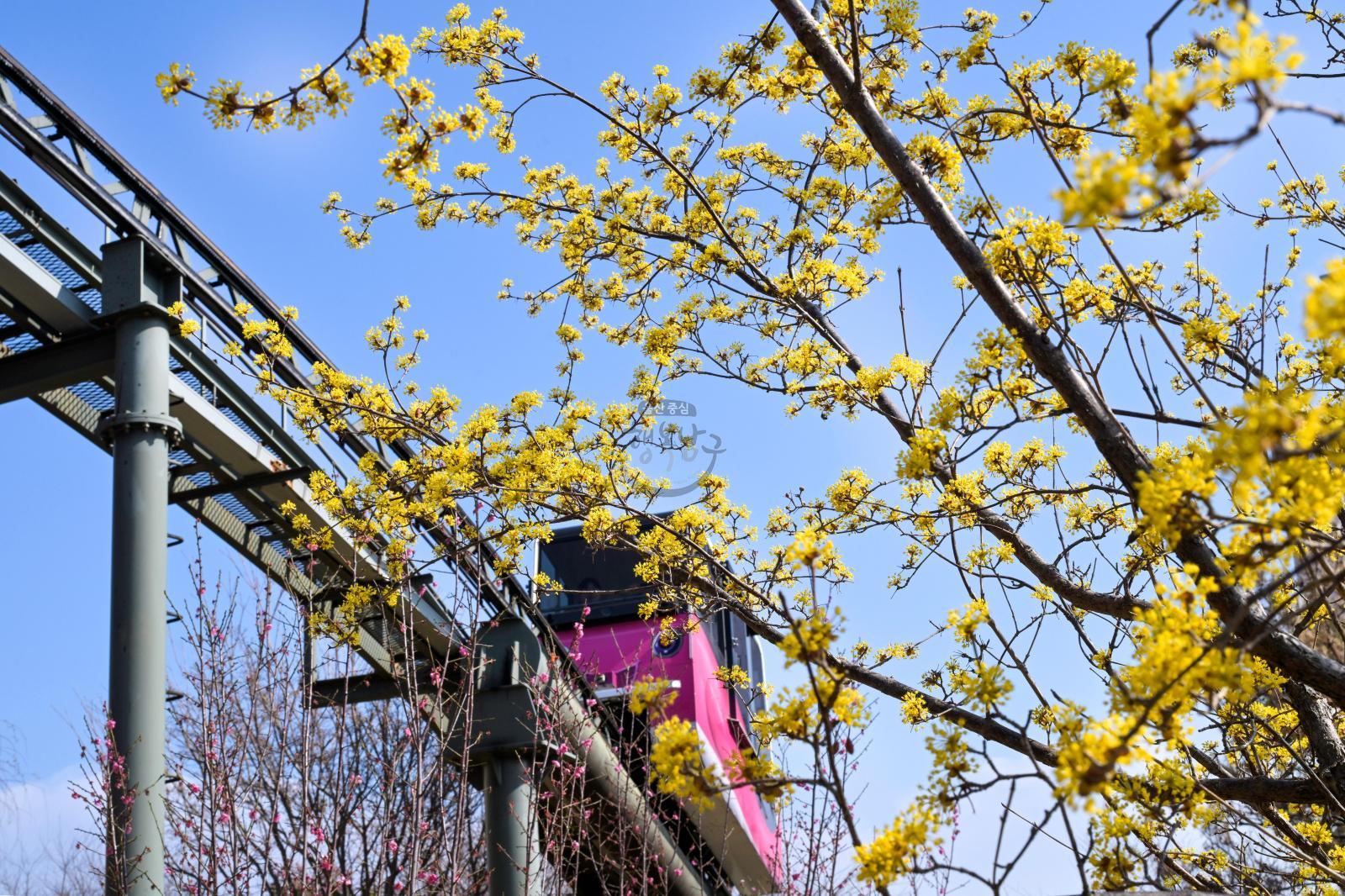 산수유꽃 (고래문화마을) 의 사진