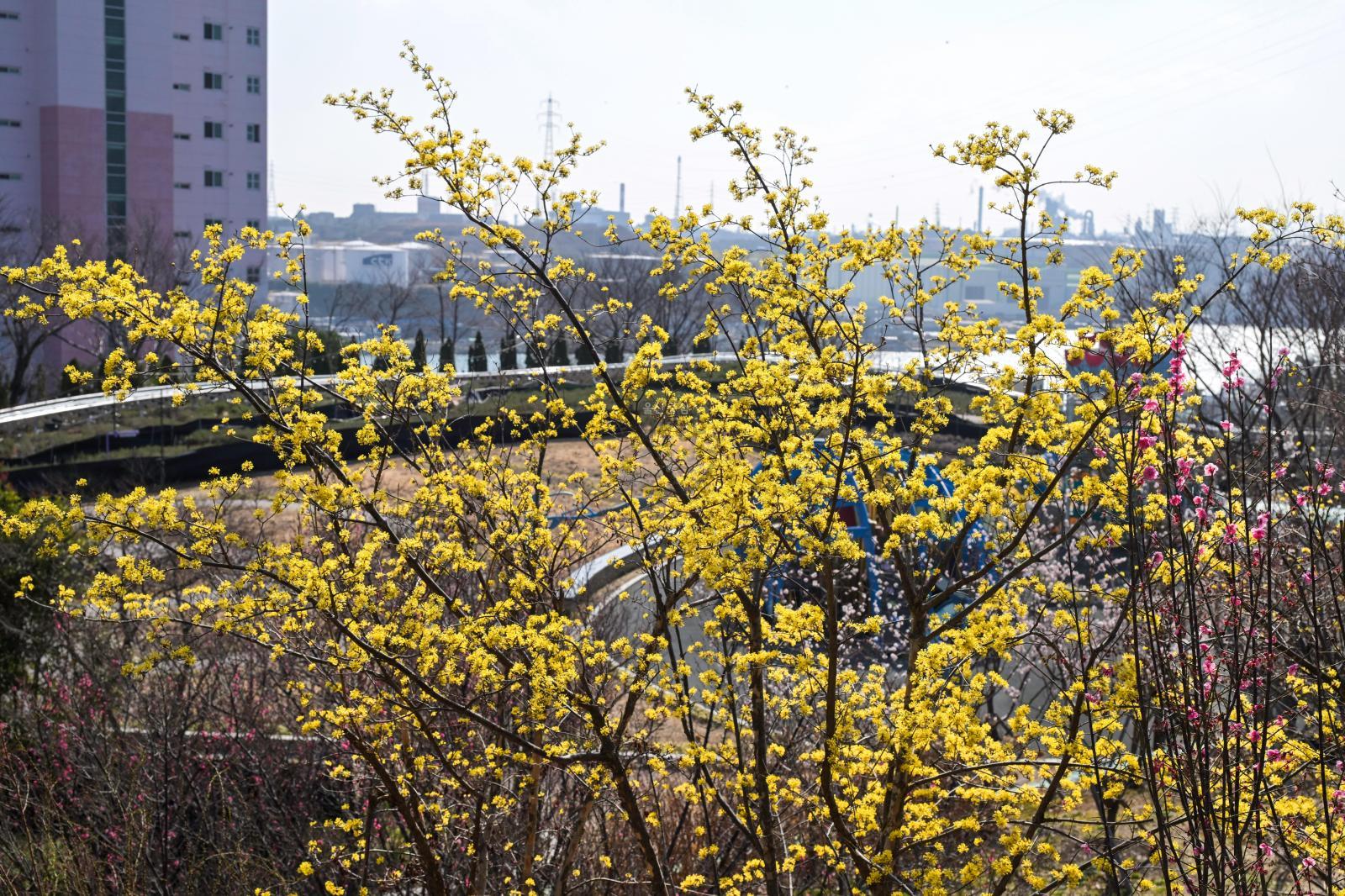 산수유꽃 (고래문화마을) 의 사진