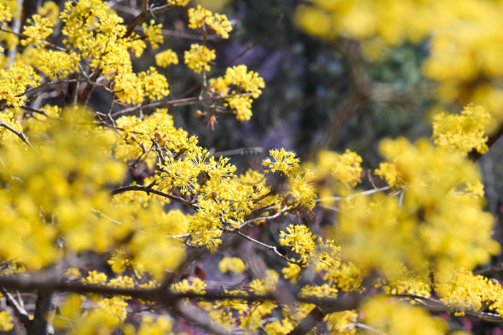 산수유꽃 (고래문화마을) 의 사진