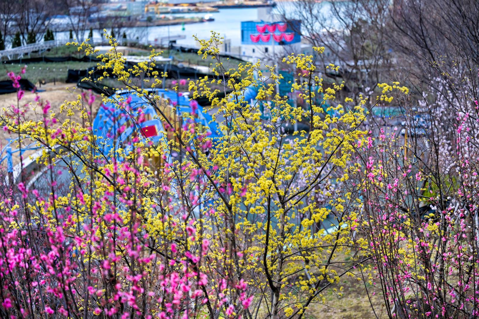 산수유꽃 (고래문화마을) 의 사진