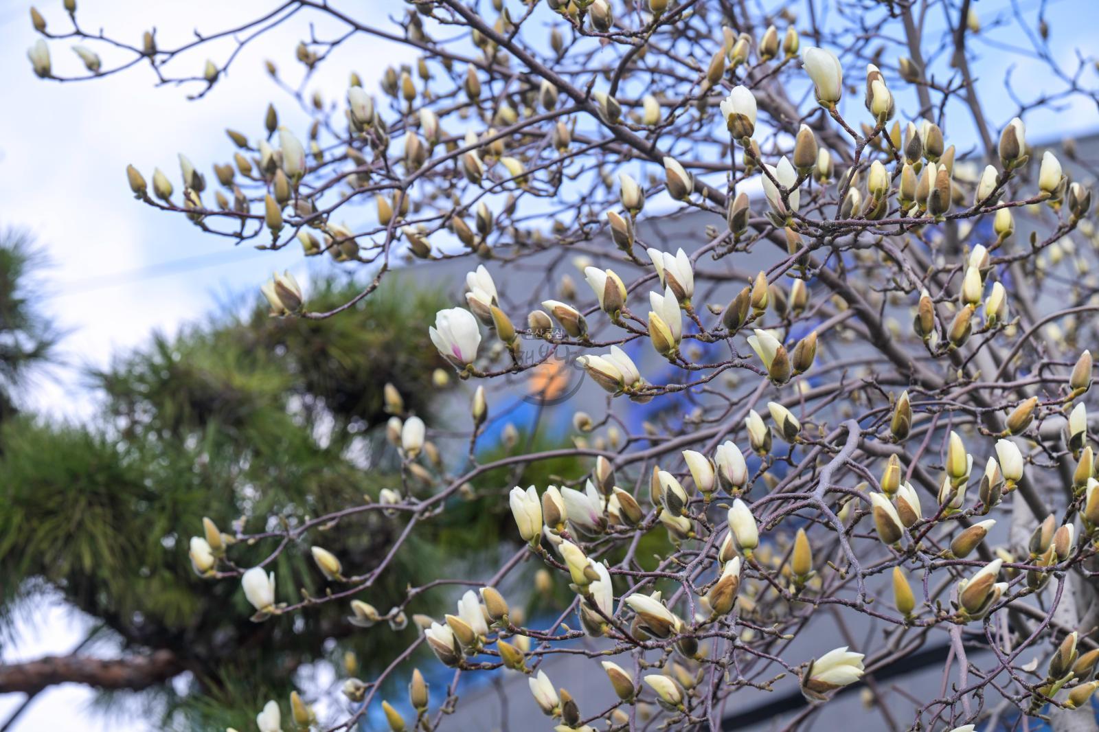 목련꽃 (남구청 광장) 의 사진