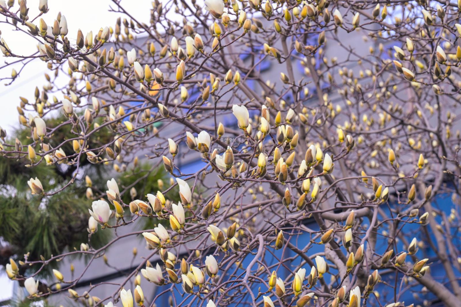 목련꽃 (남구청 광장) 의 사진