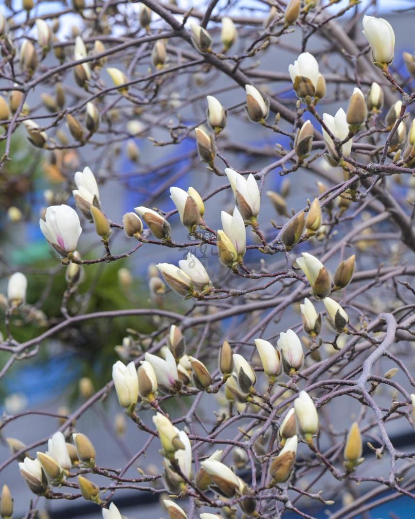 목련꽃 (남구청 광장) 의 사진